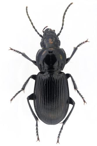 Pterostichus melas italicus